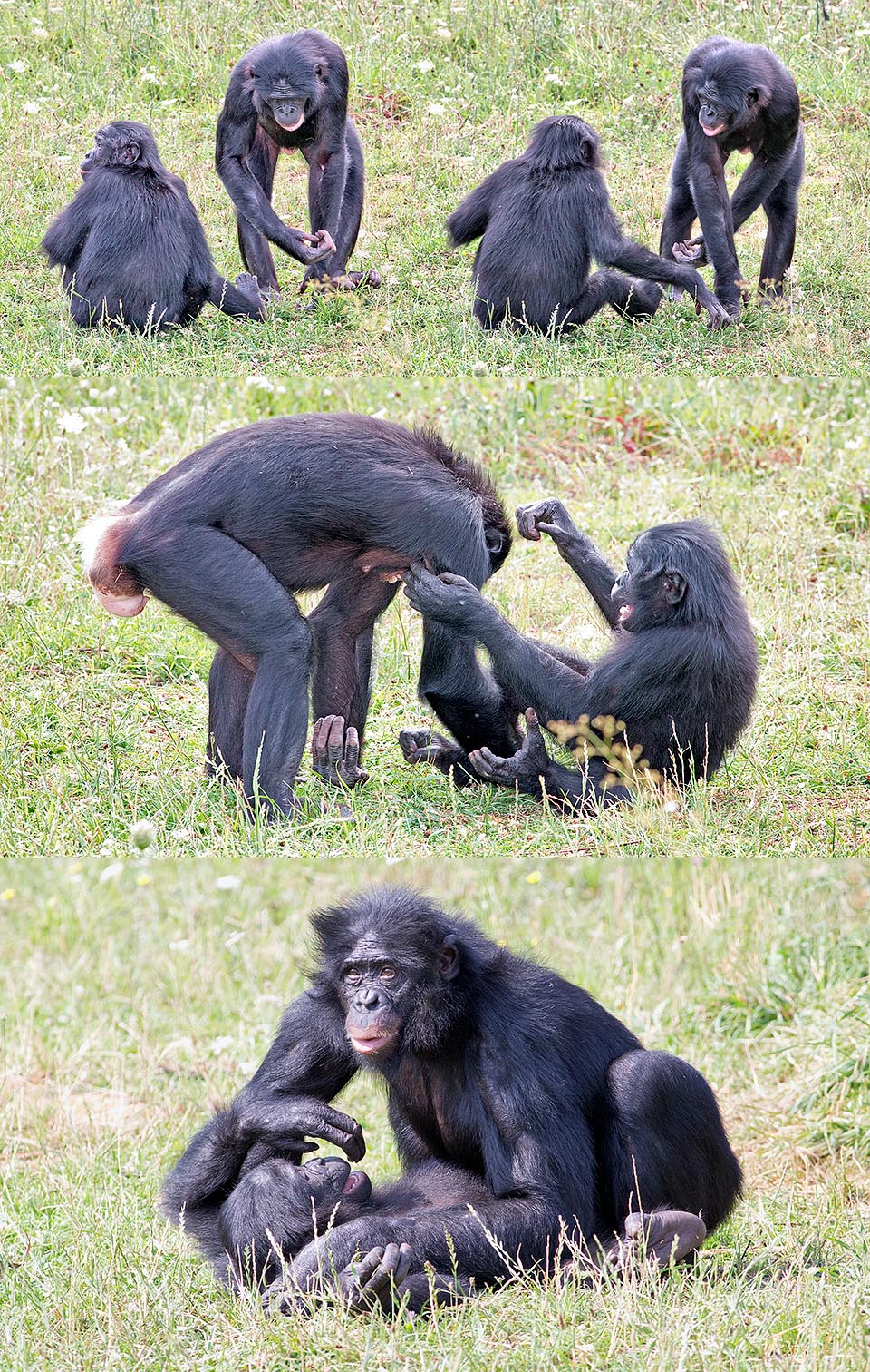 Make love not war. All hassles are smoothed with sex. Here two females quarrel and then rub their genitals in the liberatory ritual of a false copula © Giuseppe Mazza