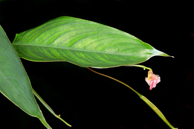 Marantochloa filipes es una especie herbácea rizomatosa de África tropical occidental, alta hasta 2 m, con hojas asimétricas respecto a la nervadura central. Las flores son las más pequeñas del género Marantochloa © Mazza