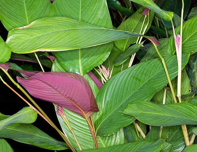 Originaria de África Central, la Marantochloa mannii puede alcanzar los 2, 5 m de altura con hojas, de color púrpura inferiormente, largas hasta 40 cm y anchas 20 cm, asimétricas respecto a la nervadura central © Giuseppe Mazza