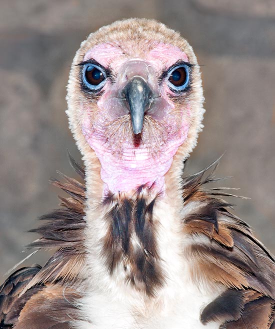 Eyesight is excellent but the beak cannot pierce and cut the big herbivores hard skin, so it must often limit to signal the carrions for then shearing the leftovers © Giuseppe Mazza