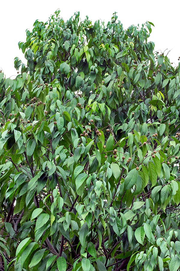 Neobalanocarpus heimii est un arbre de Malaisie Péninsulaire, de Singapour et de Thaïlande pouvant atteindre 60 m de hauteur. Des blessures de l'écorce sort une résine utilisée pour les vernis de qualité © Giuseppe Mazza
