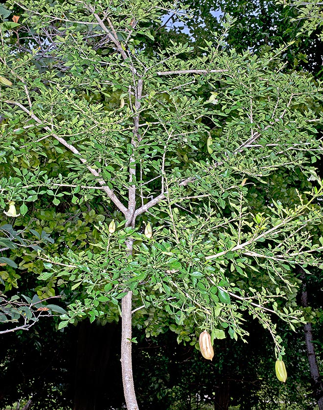 La Parmentiera aculeata es un arbusto o pequeño árbol siempreverde o semi deciduo muy ramificado, alto 7-10 m © Giuseppe Mazza