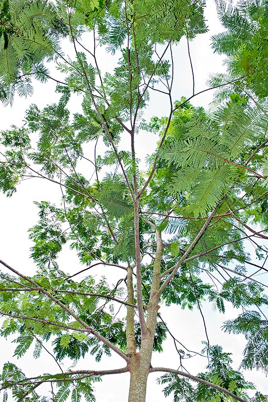 Originaire de l'Indonésie, de la Malaisie et de la Thaïlande la Parkeria speciosa est un arbre de 15 à 35 m peu connu hors de ses aires d'origine. Les gousses comestibles, longues de 25 à 40 cm, ont des vertus médicinales reconnues par la pharmacopée officielle © Giuseppe Mazza 