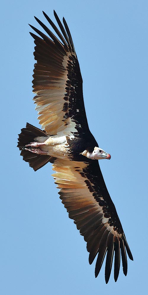 Présent de façon discontinue dans l'aire subsaharienne, le Trigonoceps occipitalis est un vautour en danger, de taille moyenne, avec une grande envergure © G. Colombo