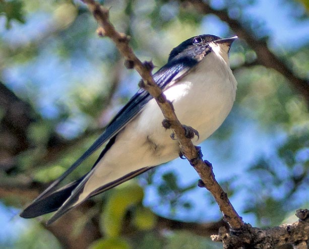 Hirundo megaensis, Hirundinidae, White-tailed swallow