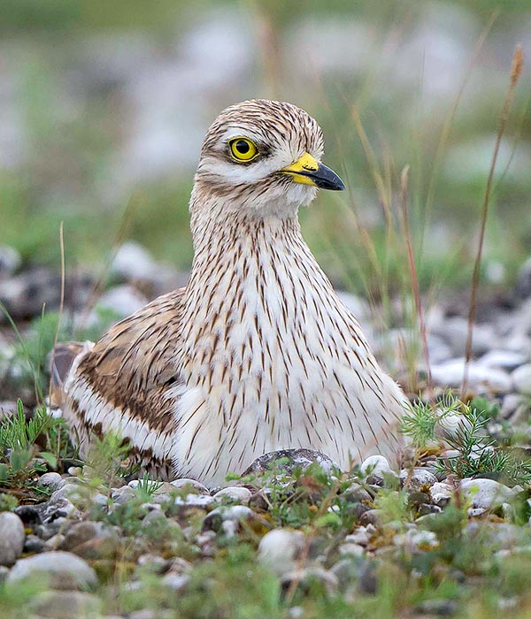 Burhinus oedicnemus, Burhinidae, occhione comune