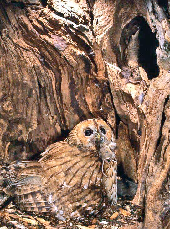 Si nutre di piccoli roditori, uccelli, nidiacei e grossi insetti, nidificando spesso nel cavo degli alberi © Museo Civico di Lentate sul Seveso