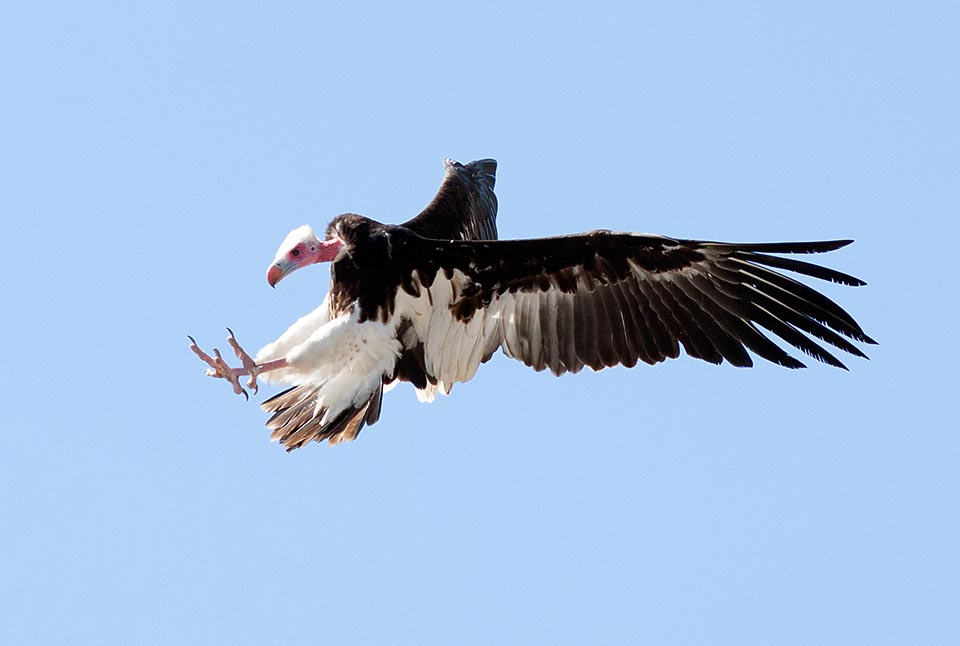 Eccolo in atterraggio. Tra gli avvoltoi è forse quello che integra maggiormente la sua dieta di carcasse con l’attacco a piccoli animali © Giuseppe Mazza