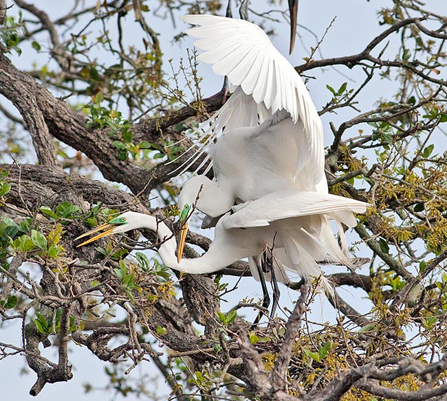 Mating. The nest is a wide platform of dried branches covered inside by twigs and soft material to host 2-5 bluish eggs that while hatching turn ochre. The great white heron is not an endangered species © Giuseppe Mazza