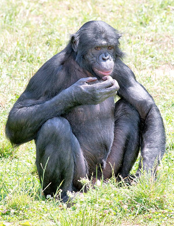 Un mâle alpha de Pan paniscus. C’est le singe anthropomorphe le plus voisin de l’homme © G. Mazza