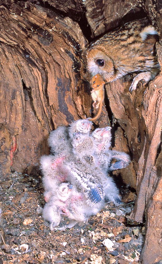 Una felice nidiata che aspetta il pasto. I piccoli abbandonano il nido a 3-4 settimane dalla nascita © Museo Civico di Lentate sul Seveso