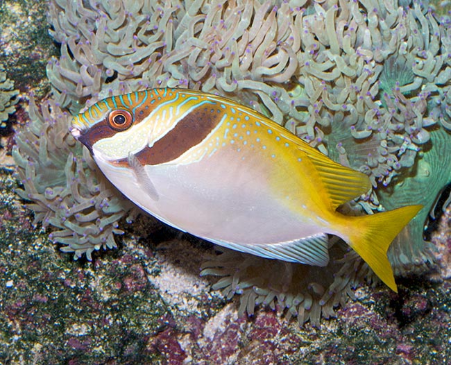 La reproduction a lieu en pleine mer avec un grand nombre d’œufs abandonnés aux courants. Les jeunes grandissent vite, trouvant nourriture et refuge parmi les racines de la mangrove. L’espèce n’est pas en danger © Giuseppe Mazza