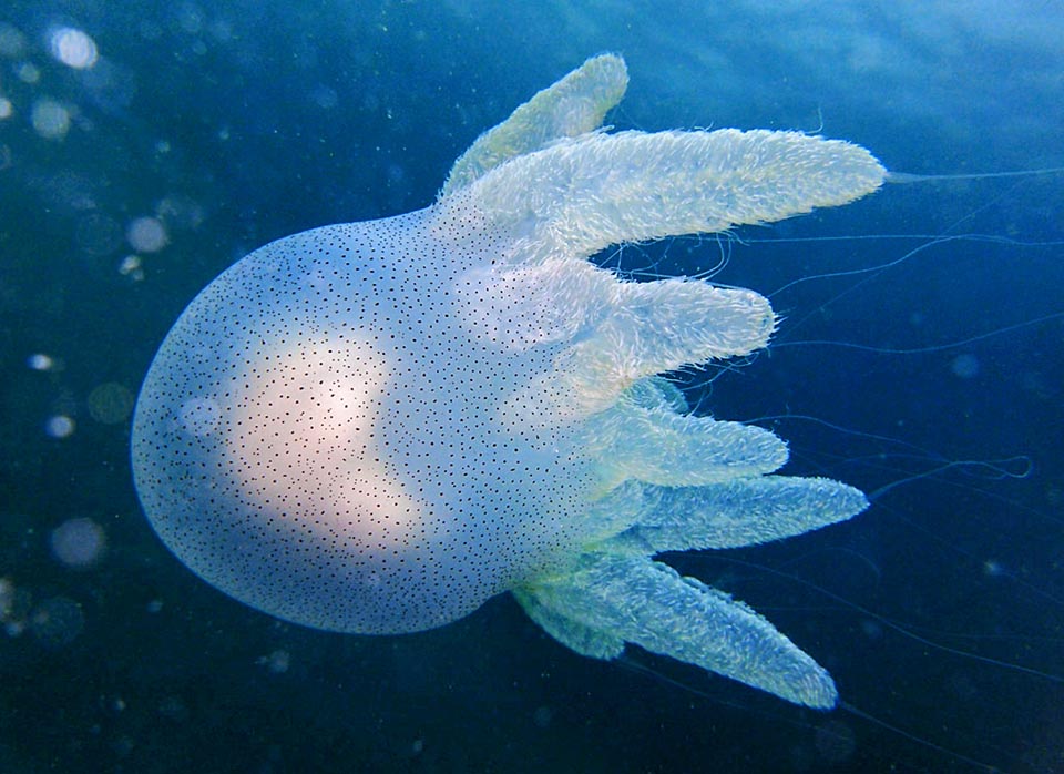 Acromitus flagellatus è una medusa delle zone intertropicali dell’Indo-Pacifico che non supera i 20 cm di diametro. Il suo veleno è inoffensivo per l’uomo