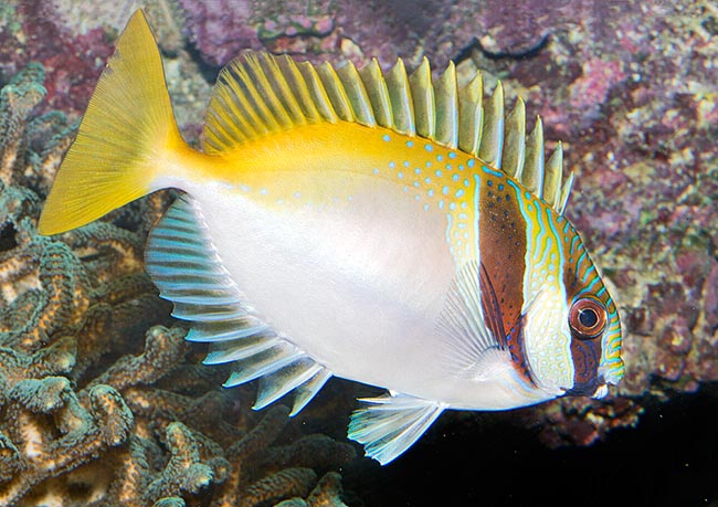 Prima facie Siganus virgatus is a harmless aquarium colourful fish, but he who approaches it must pay attention to the numerous spines, especially the dorsal ones, imbued with powerful and unexpected poisonous mucus © Giuseppe Mazza