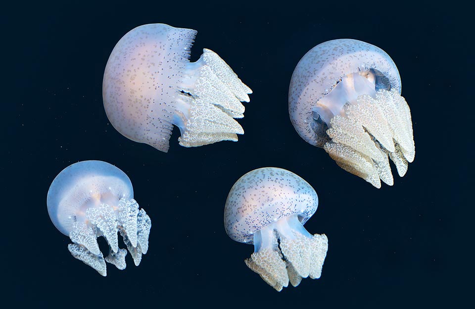 Acromitus flagellatus est une méduse des zones intertropicales de l'Indopacifique ne dépassant pas 20 cm de diamètre. Son venin est inoffensif pour l’homme © G. Mazza