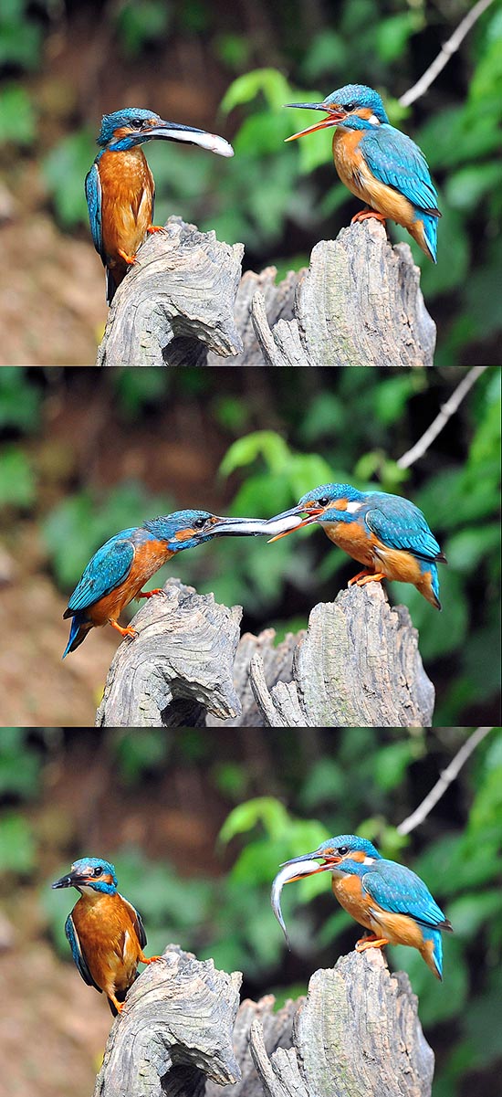 Pairs are formed in springtime and is not rare to see a male offering to the partner a small fish just fished. Nests are deep burrow even 90 cms long, dug by the water 