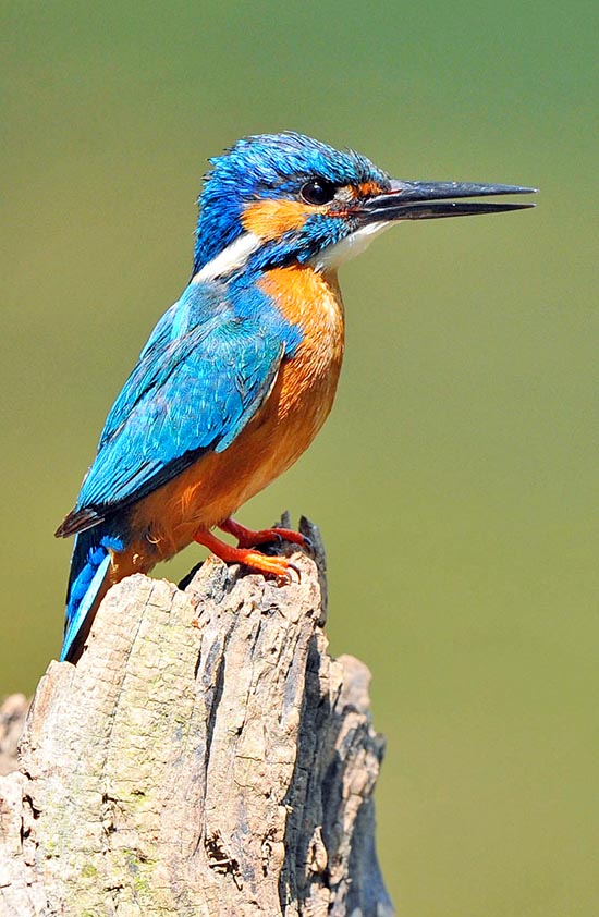 Alcedo atthis lives in Europe and in northern Africa. Night and lone migrator can fly over 3000 kilometers to escape winter that could freeze the water where it fishes