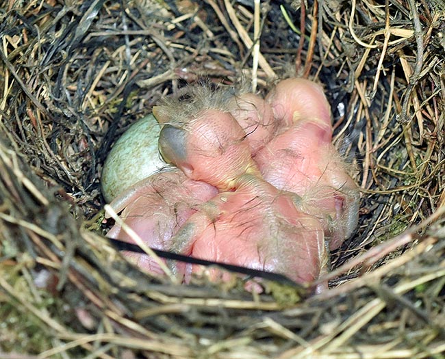 A la naissance les petits sont pratiquement nus © Gianfranco Colombo