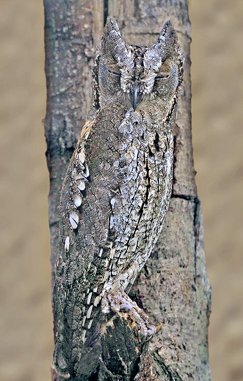 Adossé à un tronc, en tenue de camouflage, l’Otus scops est pratiquement invisible © Gianfranco Colombo