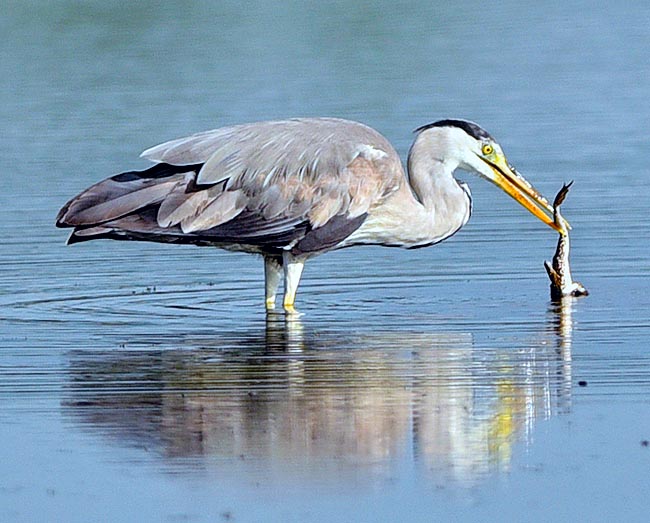 Here it caught a big frog but besides fishes and amphibians it hunts mice, water birds, snakes and crustaceans as Procamburus clarkii, introduced by man, that today in Lombardy is its preferred prey © Gianfranco Colombo