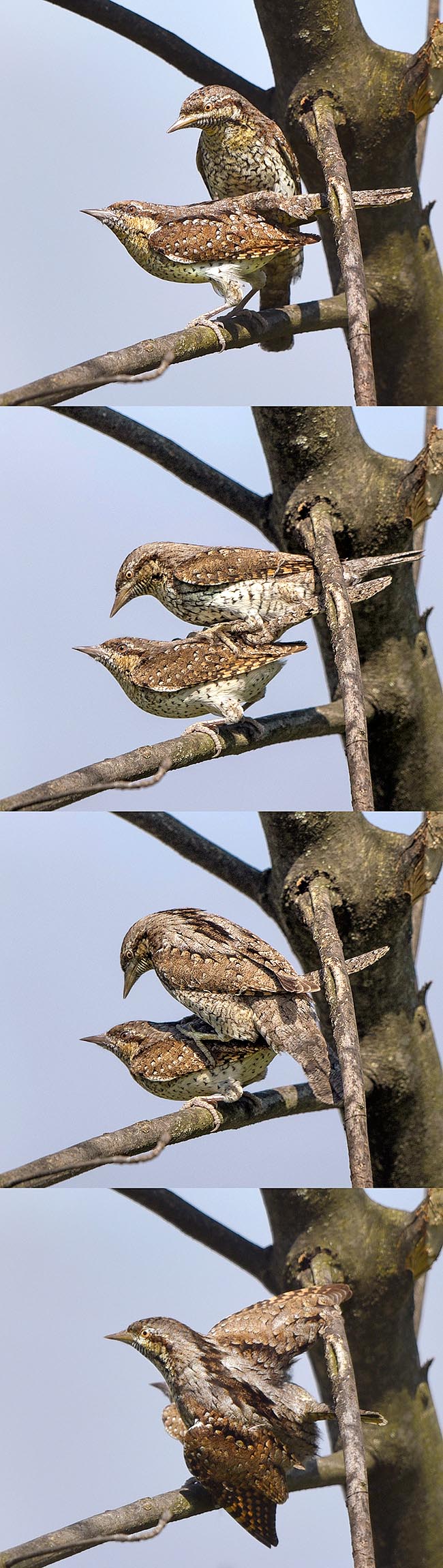 After a long vocal duet, the mating © Gianfranco Colombo