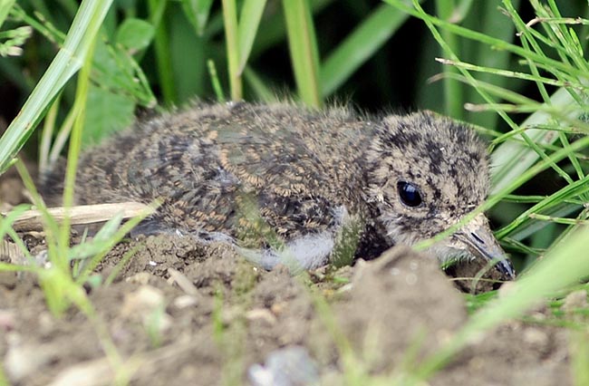 I piccoli sono nidifughi e abbandonano il nido poche ore dopo la nascita, protetti dal loro mantello mimetico © Gianfranco Colombo