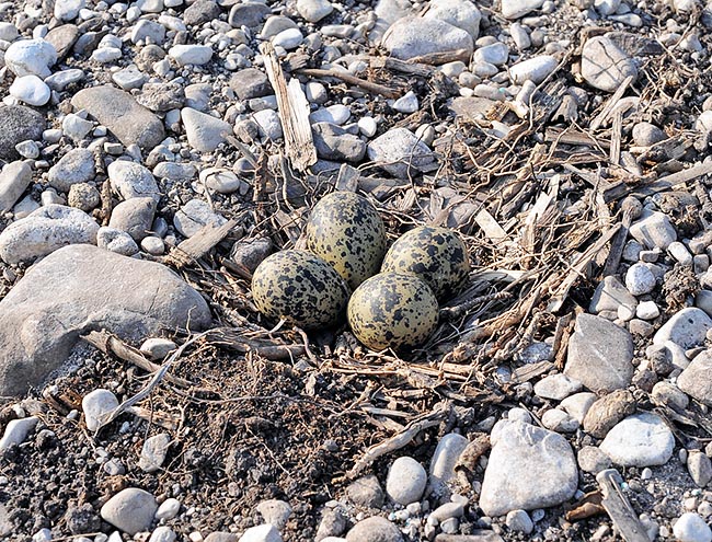 Le nid est une dépression sur le sol, creusée par le mâle et garnie par la femelle. Il contient en général 4 œufs © Gianfranco Colombo