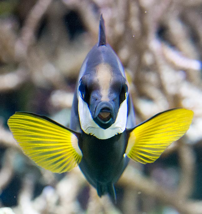 Pesce volpe bicolore, Siganus uspi