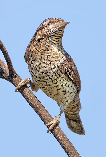 Jynx torquilla is an odd, mimetic relative to woodpecker © Gianfranco Colombo