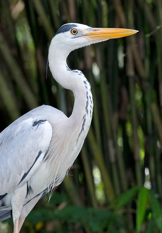 Grey heron is the most widespread heron of the Old Continent © Giuseppe Mazza