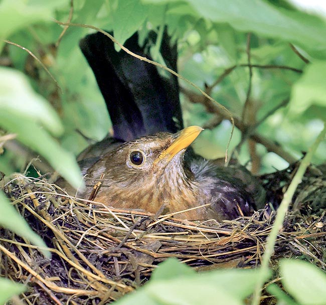 Brooding is mainly assigned to female and lasts in 15 days © Gianfranco Colombo