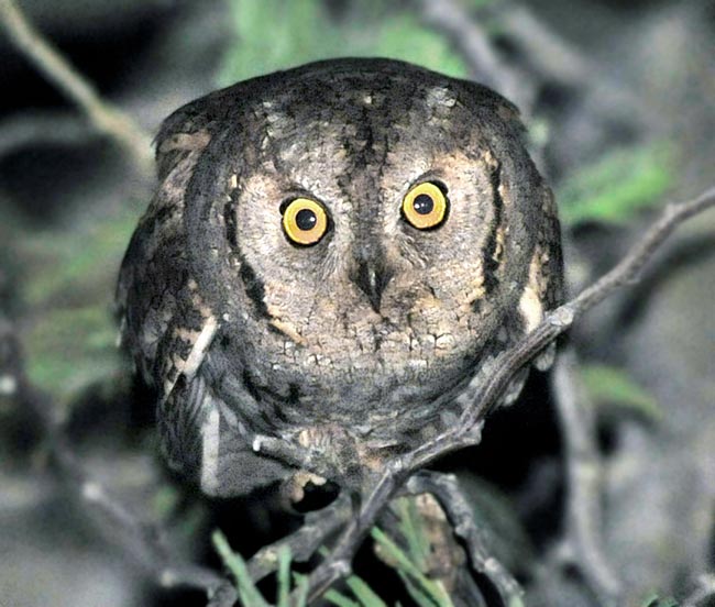 Euroasiatic but tipically mediterranean, absent in the continental Europe, Great Britain and in the Scandinavian Peninsula. Nocturnal, long range lone migrator, it winters in the African sub-Saharan belt © Gianfranco Colombo