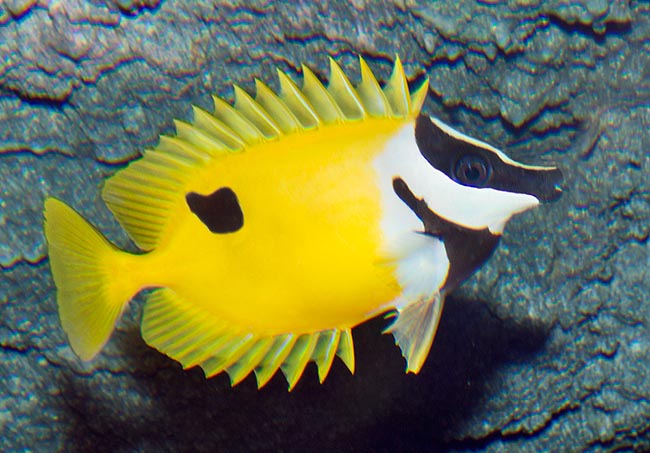 Extended fins specimen. The spiny ones have a venom bulb at the base © Giuseppe Mazza