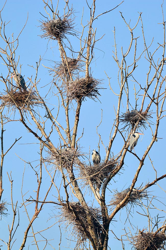 A Lombard heronry. Grey heron is a very early nester that in Italy lays, once a year, at the beginning of springtime. Nests are a bulky stick structure and usually contain 4 eggs © Gianfranco Colombo