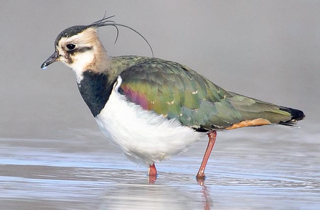 Il chasse les insectes dans les champs, simulant avec ses pattes le bruit d’une taupe pour faire sortir les lombrics qu’il apprécie, sans négliger les araignées et les petites graines, mais sa vie est liée à l’eau © Gianfranco Colombo