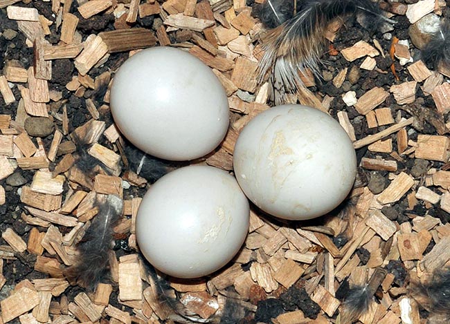 Usually 3-5 eggs are laid and brooded by the female for approximately 25 days © Museo di Lentate sul Seveso