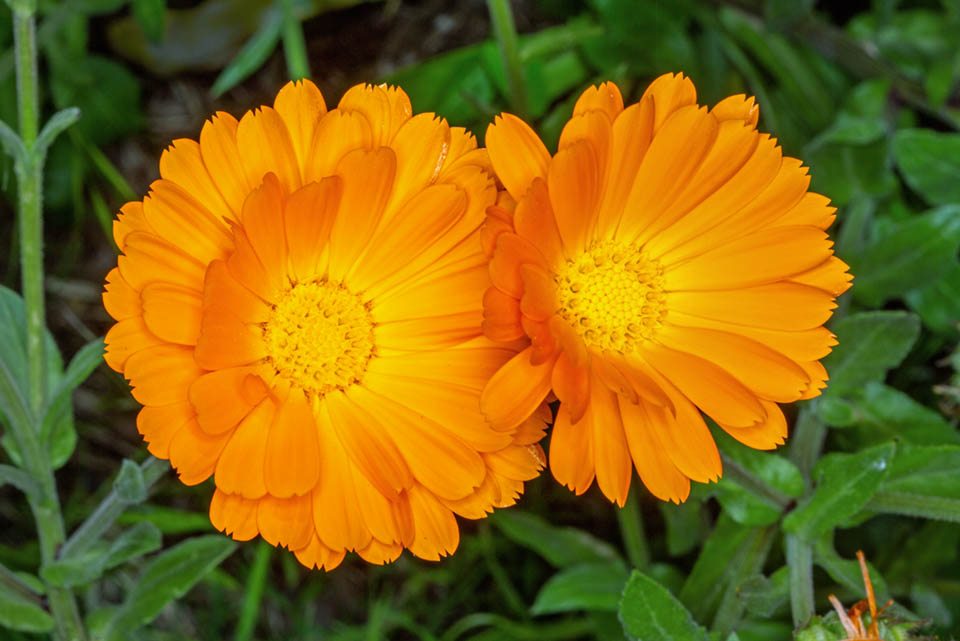 Avec son capitule orange presque flamboyant la Calendula officinalis fut appelée autrefois "Solis sponsa", c'est-à-dire l'épouse du soleil 