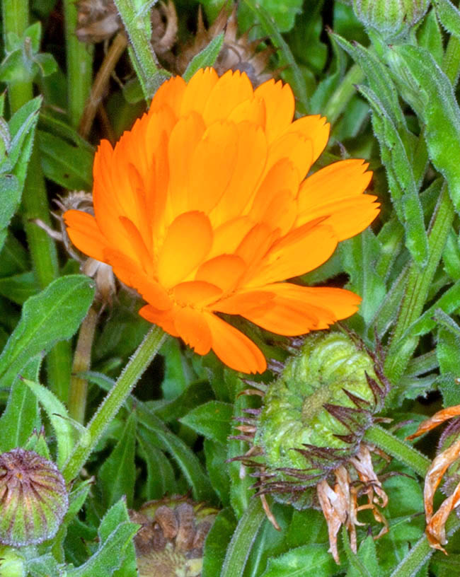 Gli acheni sono di due forme: gli esterni alati e spinosi sul dorso, gli interni anulari ricurvi. Nella foto sono chiaramente individuabili anche le brattee dal colore scuro che circondano il capolino