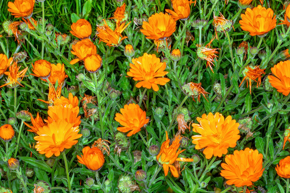 Also in its disorderly wild form, Calendula officinalis may serve in the flower beds as second line plant to form flower spots of great effect