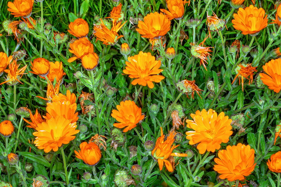 Même sous sa forme sauvage désordonnée Calendula officinalis peut servir dans les parterres de plante de second rang pour former des taches très décoratives 