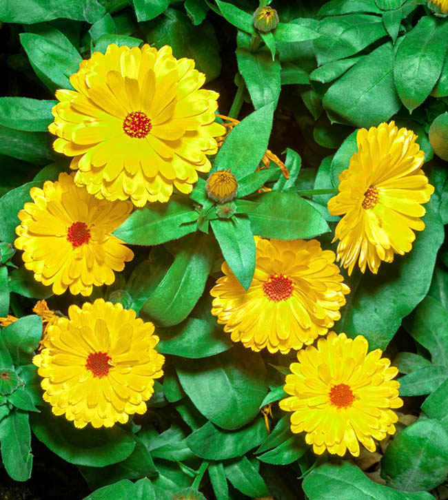 Cultivar horticole resplendissant de Calendula officinalis 