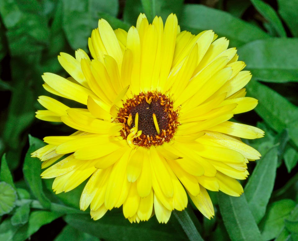 L'aspect de la corolle en forme de grande "marguerite jaune" est très recherché pour la décoration des parterres 