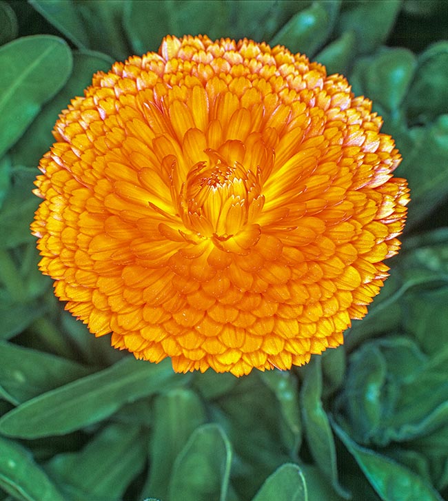 Molte cultivar presentano i margini della ligula marcati da un colore più intenso del resto del fiore che sfuma al chiaro e al brillante verso il basso. In questi taxa si possono apprezzare delle tinte anche contrastanti 