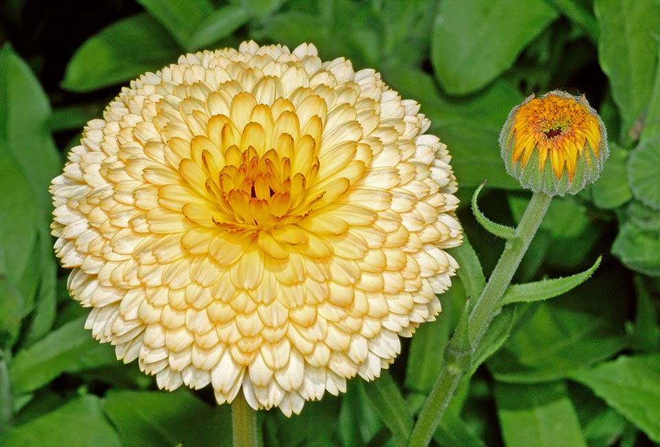 The clear colour and the pom-pom look of the hemispheric capitulum are very appreciated in Calendula officinalis horticultural varieties. Also, as we can note from the image, before their full development in these cases the central ligulate flowers are more intensely and differently coloured than the outer ones