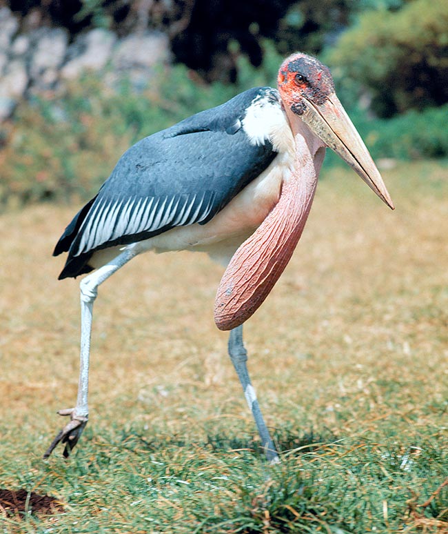 Leptoptilos crumenifer, Marabout d’Afrique, Ciconiidae