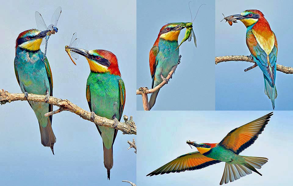 Merops apiaster, Gruccione I gruccioni predano infatti ogni insetto: api, calabroni e vespe non fanno paura, tantomeno sfuggono i rapidissimi mosconi, i corazzati coleotteri e le imprendibili libellule