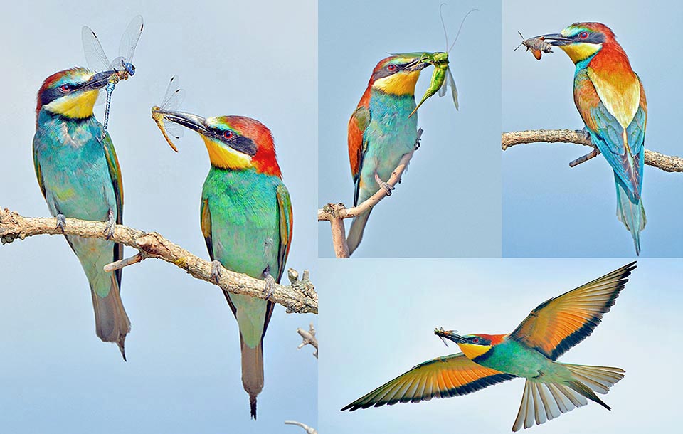 In fact European bee-eaters hunt any insect: bees, hornets and wasps are not scary, nor escape rapid blowflies, armoured coleopterans and elusive dragonflies © Gianfranco Colombo