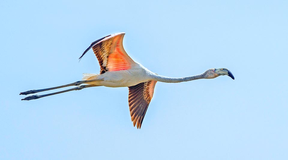 The Greater flamingo (Phoenicopterus roseus), stably nidifying in Europe, reaches the 150 cm of length, legs included, with analogous wingspan © Gianfranco Colombo