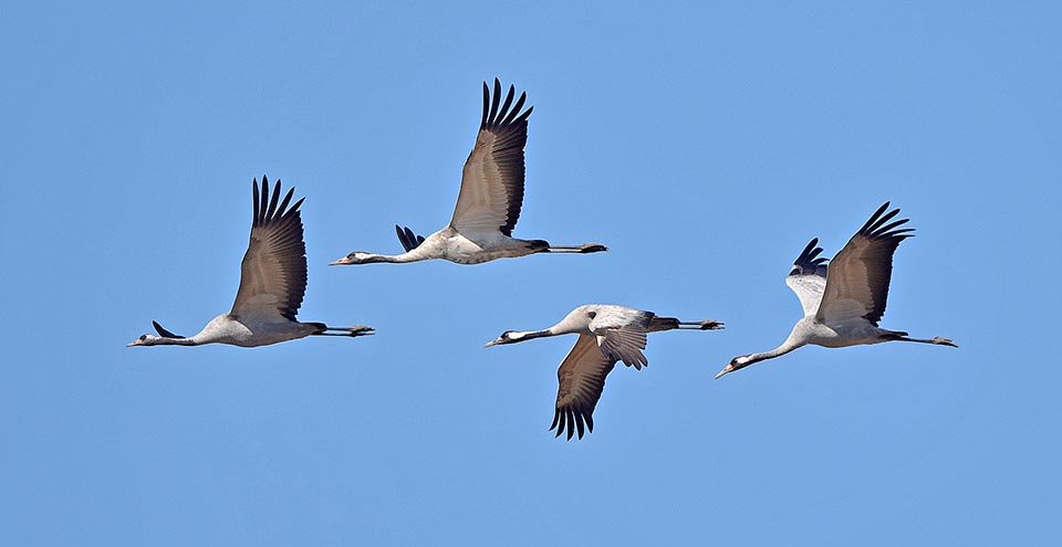Grus grus, Gruidae, Common crane