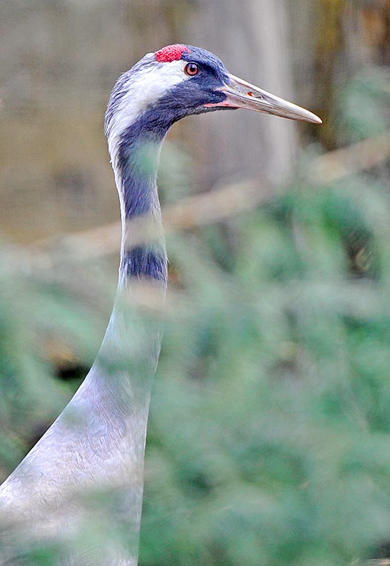 Grus grus, Gruidae, Common crane